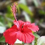 Hibiscus